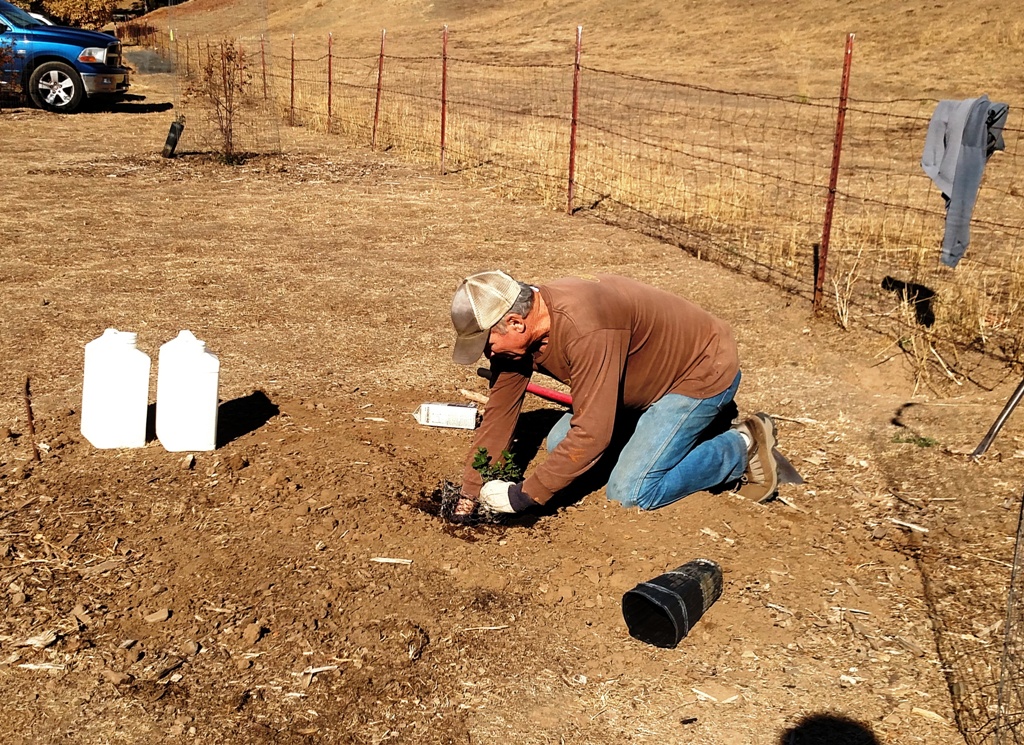 Jim planting a live oak seedling